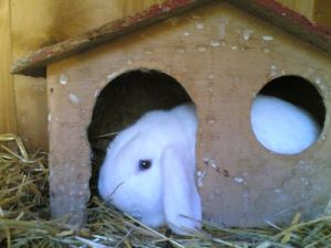 199_9968 Helmi_k.jpg